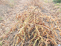 丹波黒大豆の収穫1