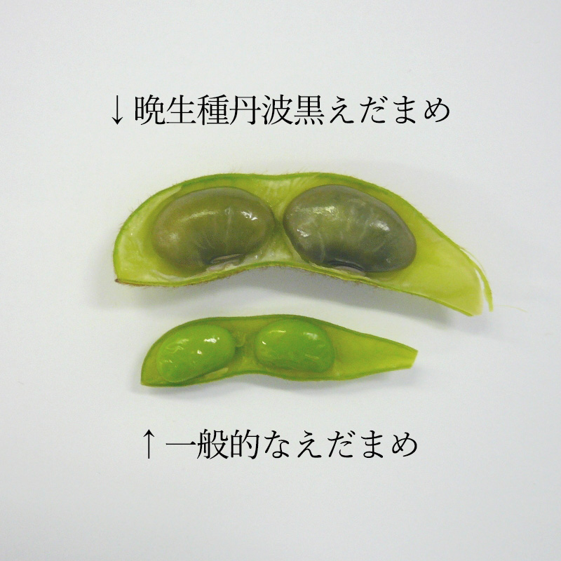 黒枝豆と一般的な枝豆の大きさ比較