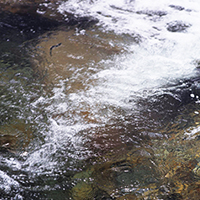 おいしいお菓子はおいしい水から